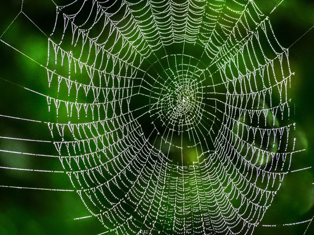 spider web, cobweb, habitat-6642873.jpg